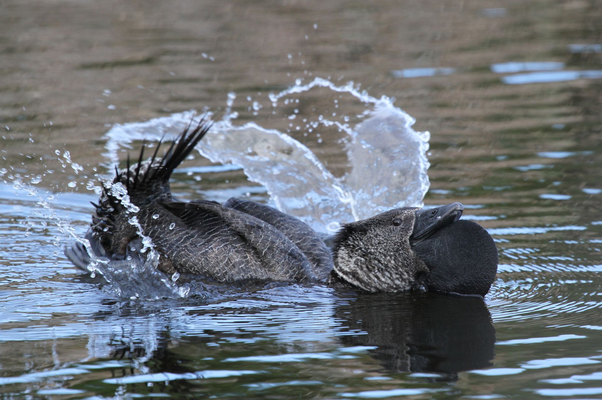  You Bloody Fool Species Of Duck Recorded Mimicking Human Speech