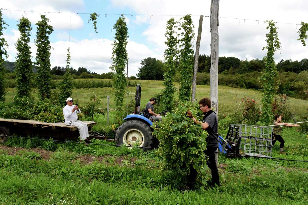 Alex Gill carries a string of hops during harvest at Indian Ladder Farms Cidery & Brewery on Tuesday, Sept. 7, 2021, in Altamont, N.Y. Flowers from the climbing plant are used in beer making to add flavor and stability.