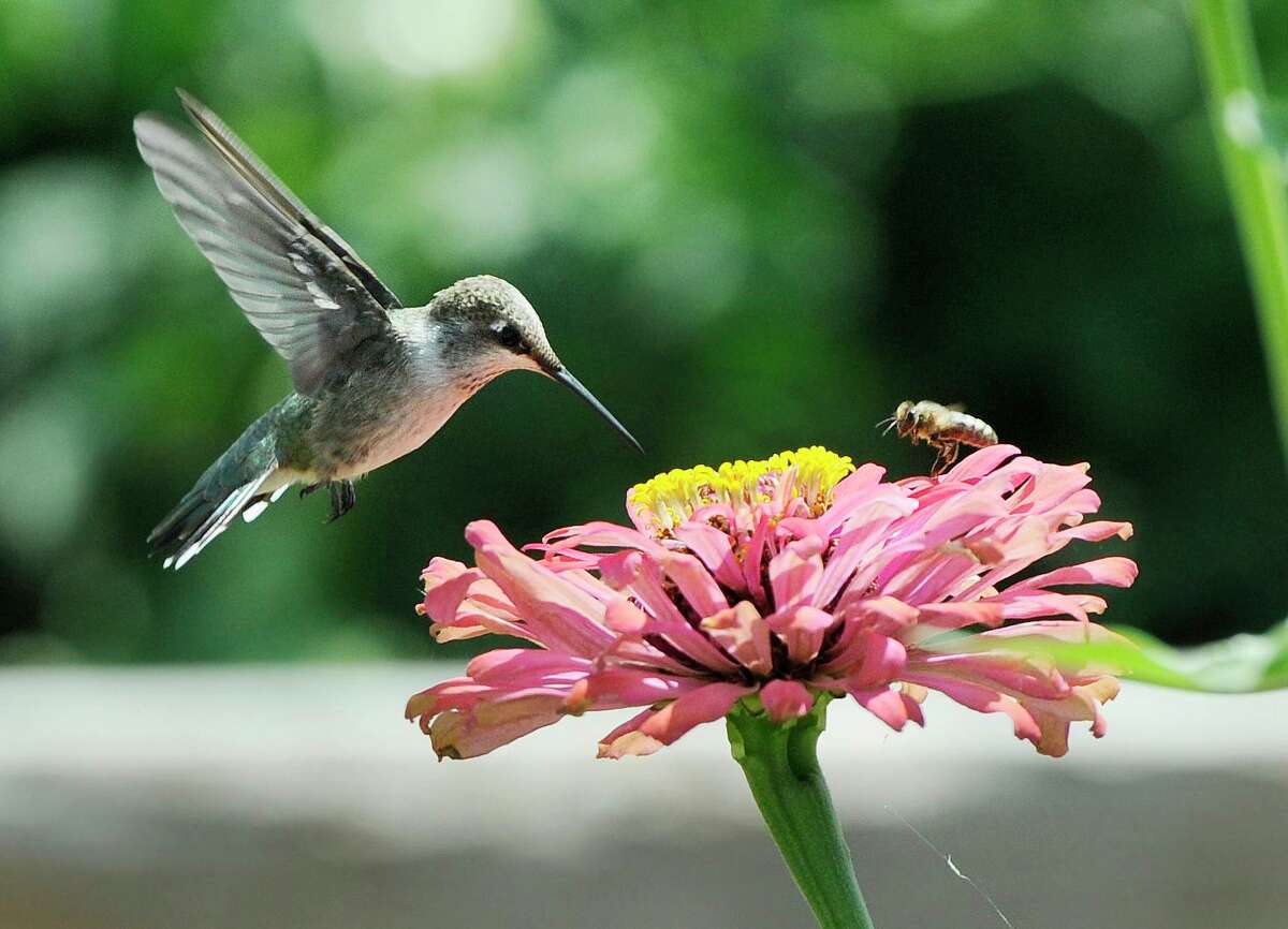 Harris County Pct. 3 presents a Hummingbird Festival at Kleb Woods Nature Center on Sept. 11.