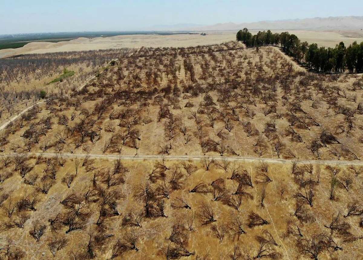 In this aerial photo is an abandoned almond orchard in Newman in July. Some farmers are abandoning crops that need a lot of water because of the drought.