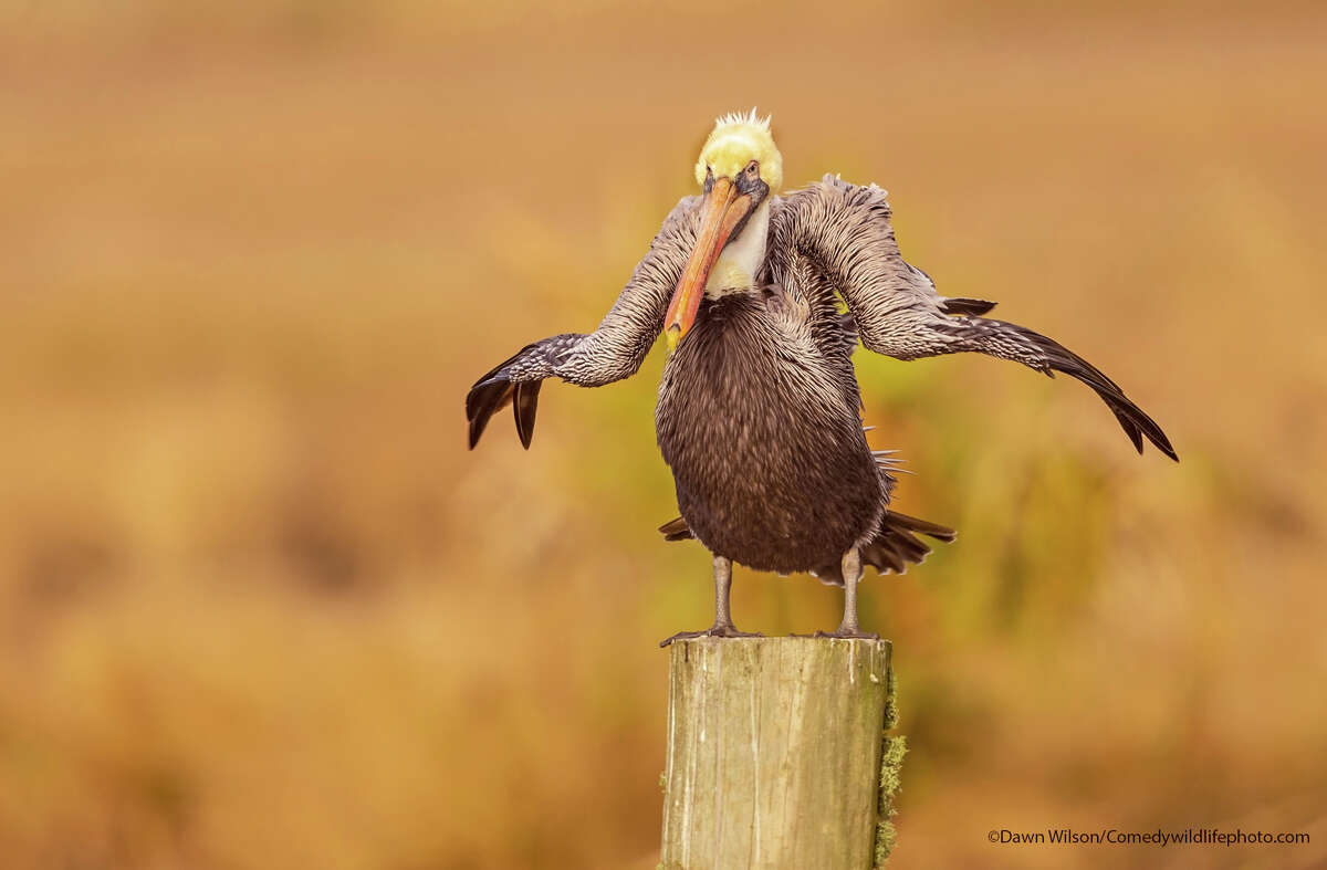 Finalist photograph from the Comedy Wildlife Photography Awards 2021.