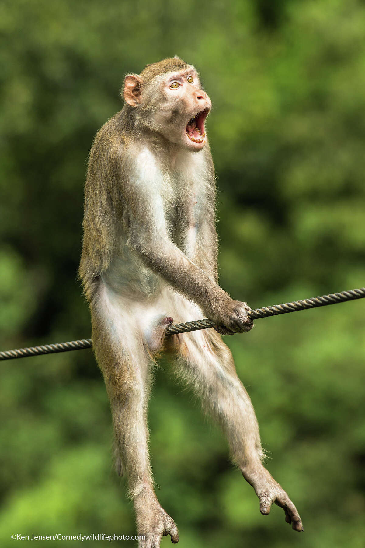 Finalist photograph from the Comedy Wildlife Photography Awards 2021.