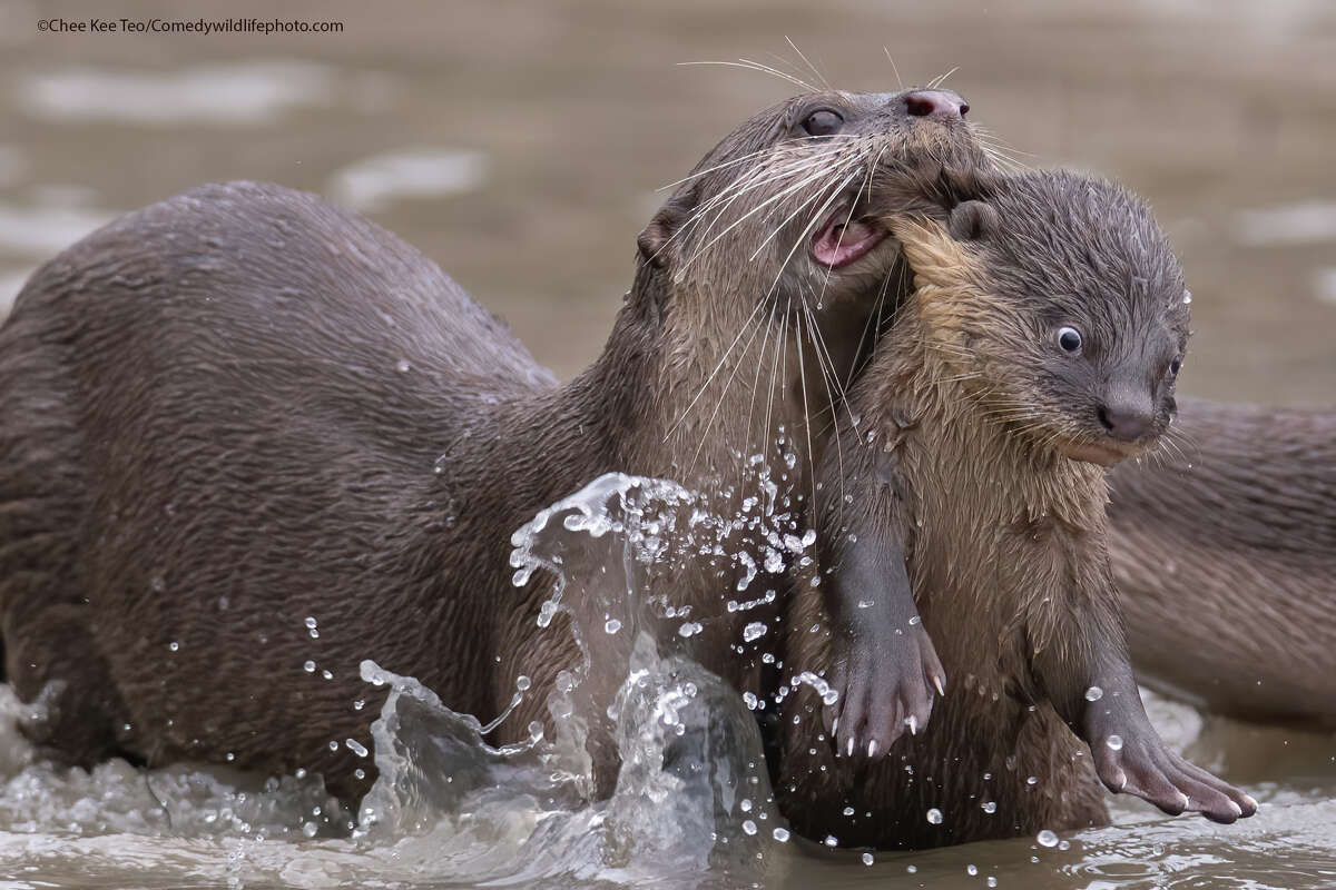 Finalist photograph from the Comedy Wildlife Photography Awards 2021.