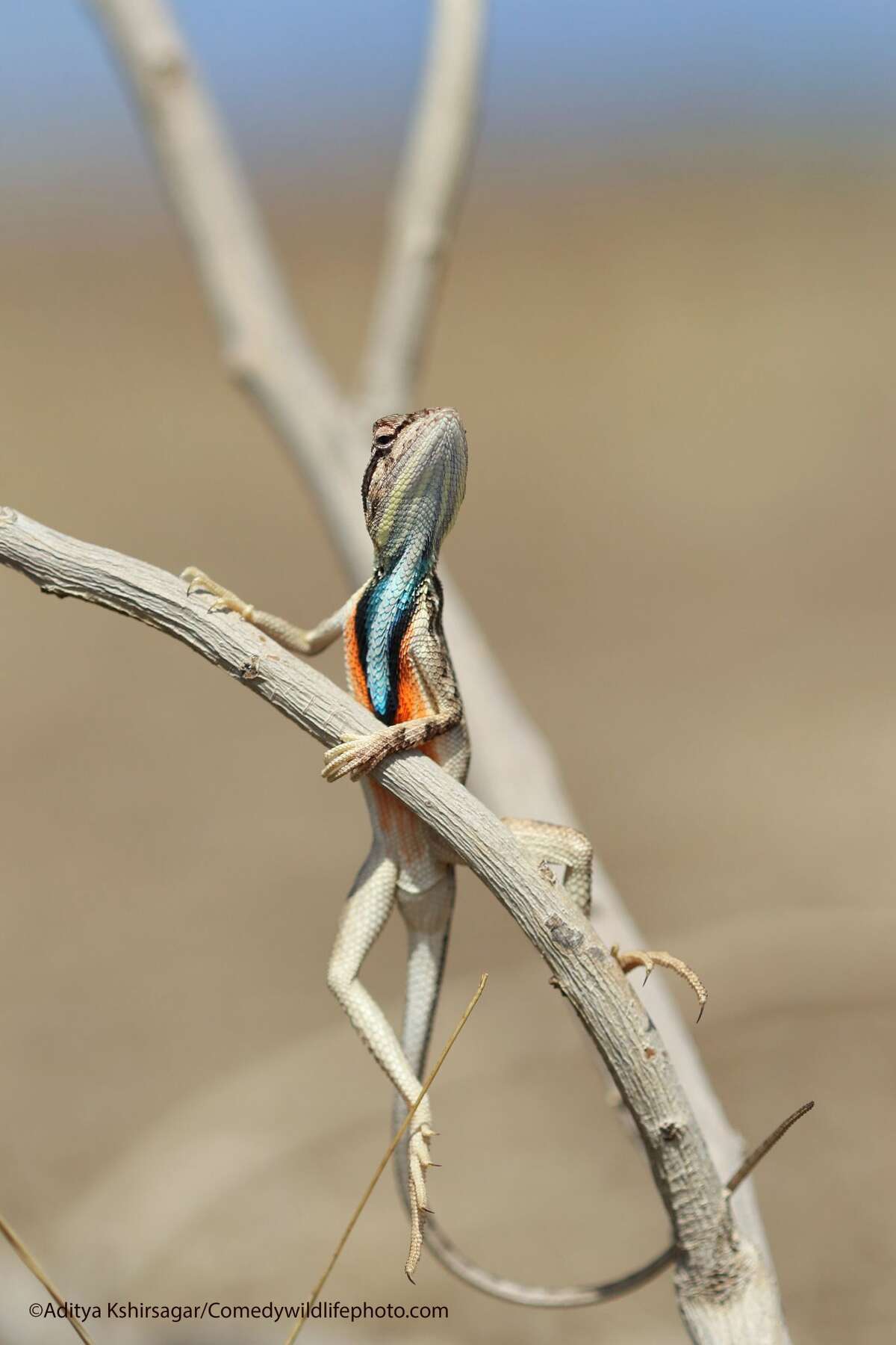 Finalist photograph from the Comedy Wildlife Photography Awards 2021.