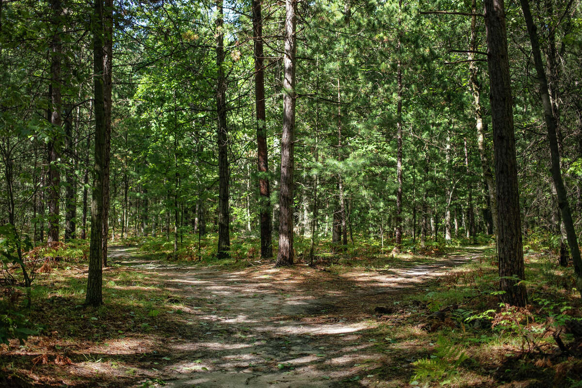 A trail forks off into two paths Wednesday, Sept. 8, 2021 at Midland City Forest.