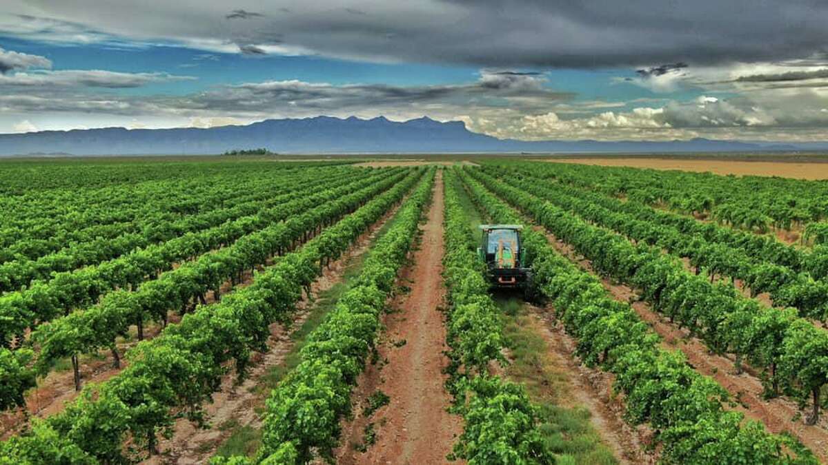 Wine Walk Grape harvesting machines help with labor shortage