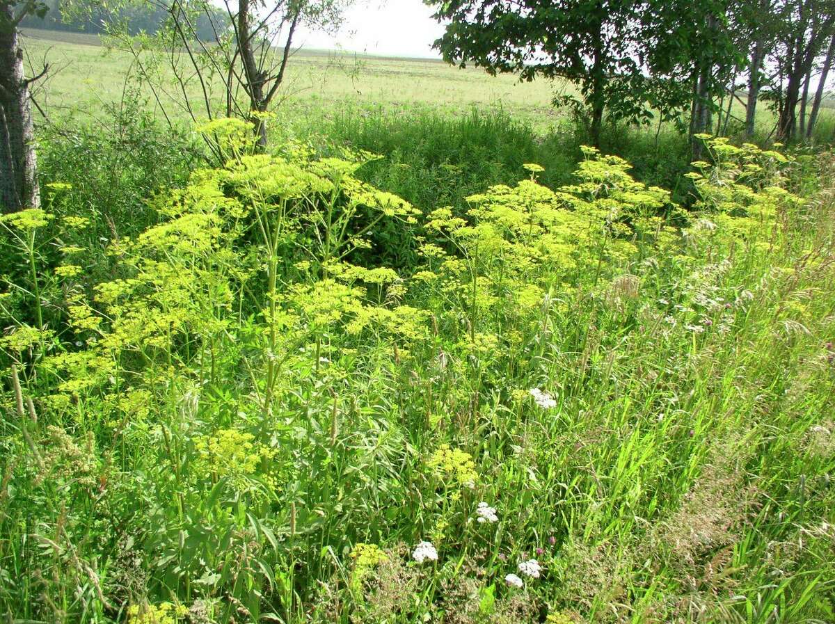 In late spring, wild parsnip produces cluster of tiny yellow flowers that grow in an umbrella shape. (Submitted photo)