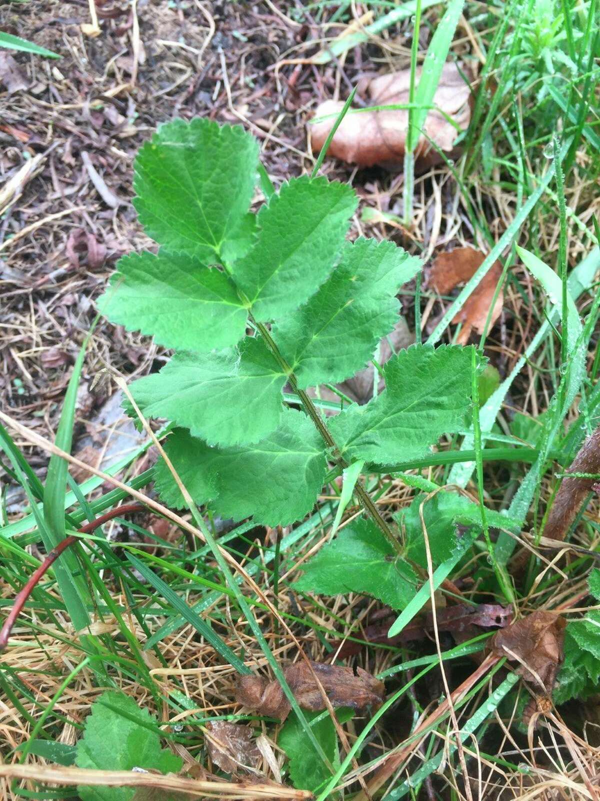 Wild parsnip can be identified by the toothed margins on the edges of the leaves. (Submitted photo)