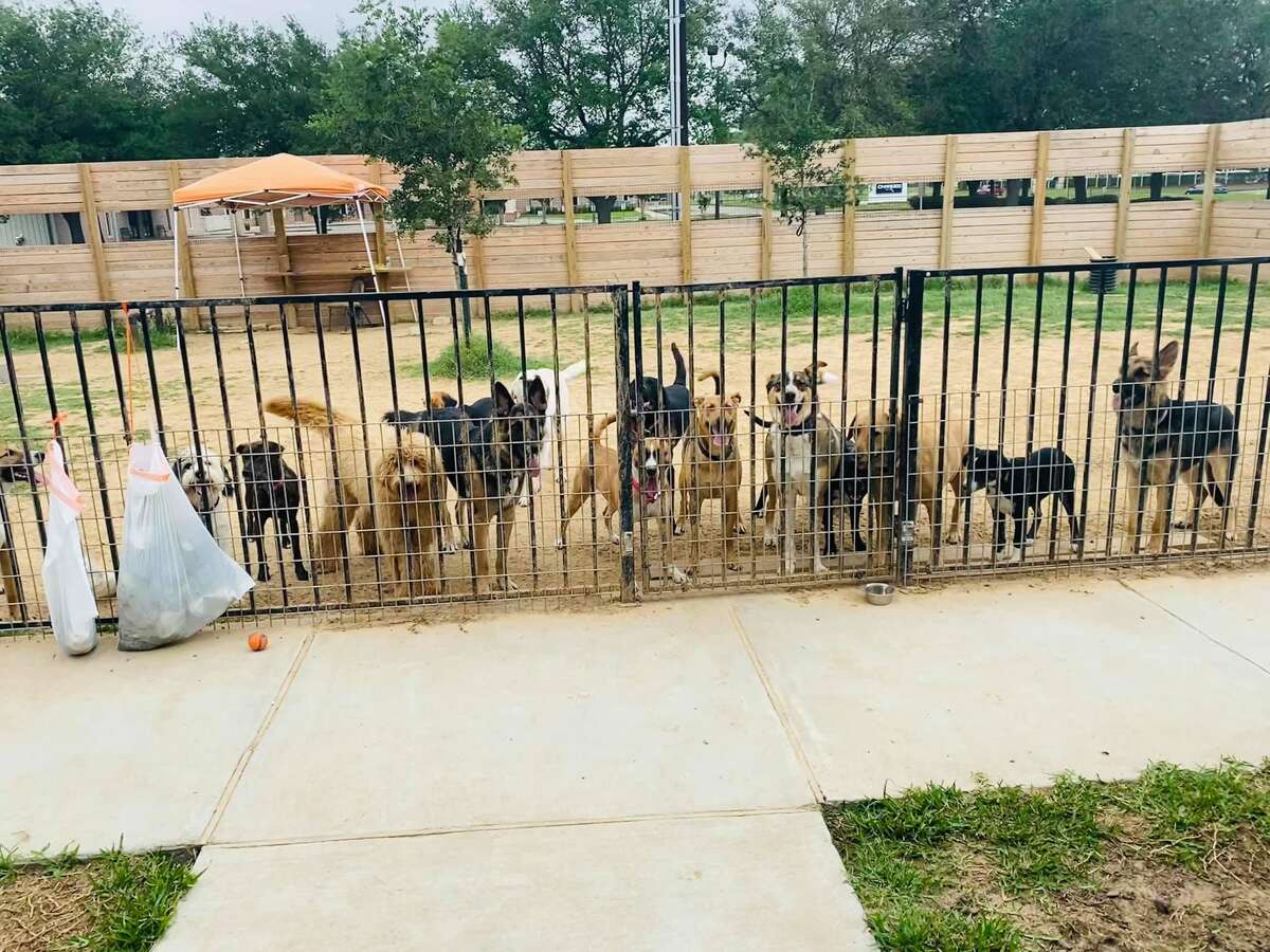 Pet daycare/services business open in Pasadena