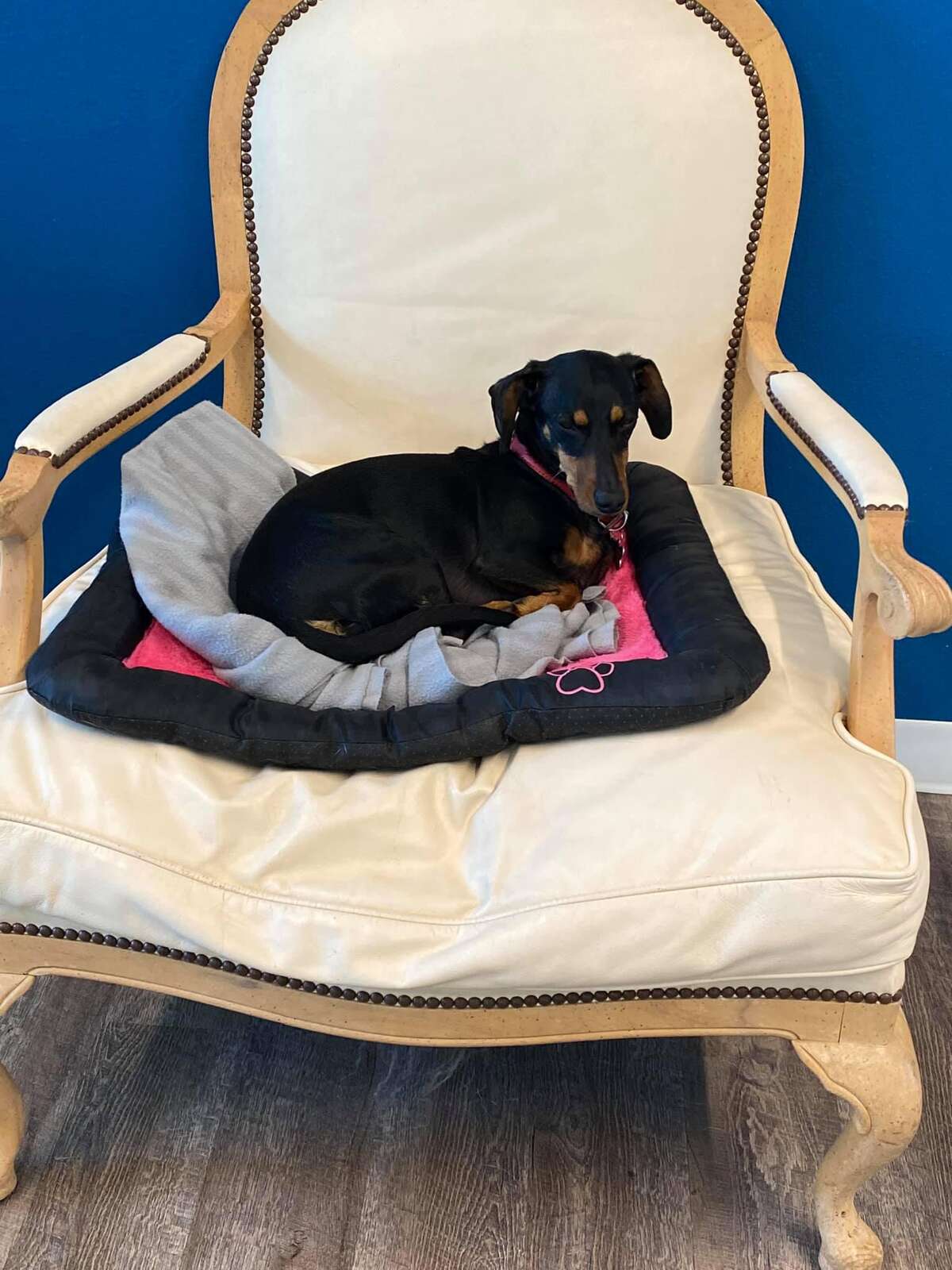 Pet daycare/services business open in Pasadena