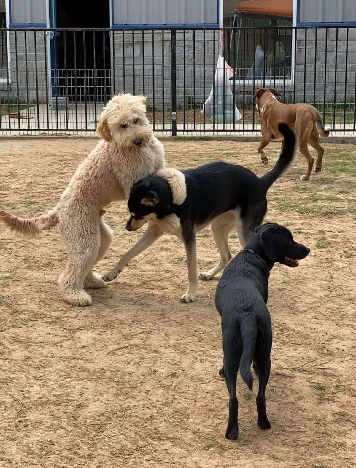 Pet daycare/services business open in Pasadena