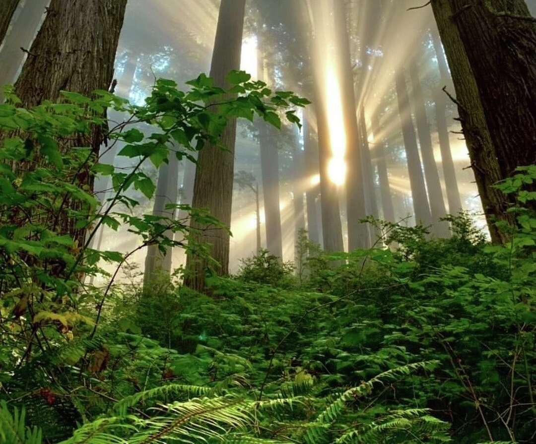 This hike in Redwood National and State Parks offers a rare and eye ...