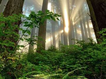 This hike in Redwood National and State Parks offers a rare and eye ...