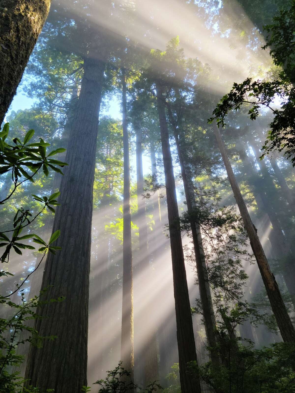 This hike in Redwood National and State Parks offers a rare and eye ...