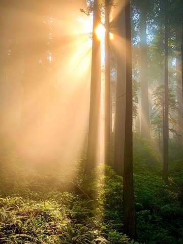 This hike in Redwood National and State Parks offers a rare and eye ...