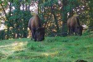 Mother and daughter bison find new home at Beardsley Zoo - Photo