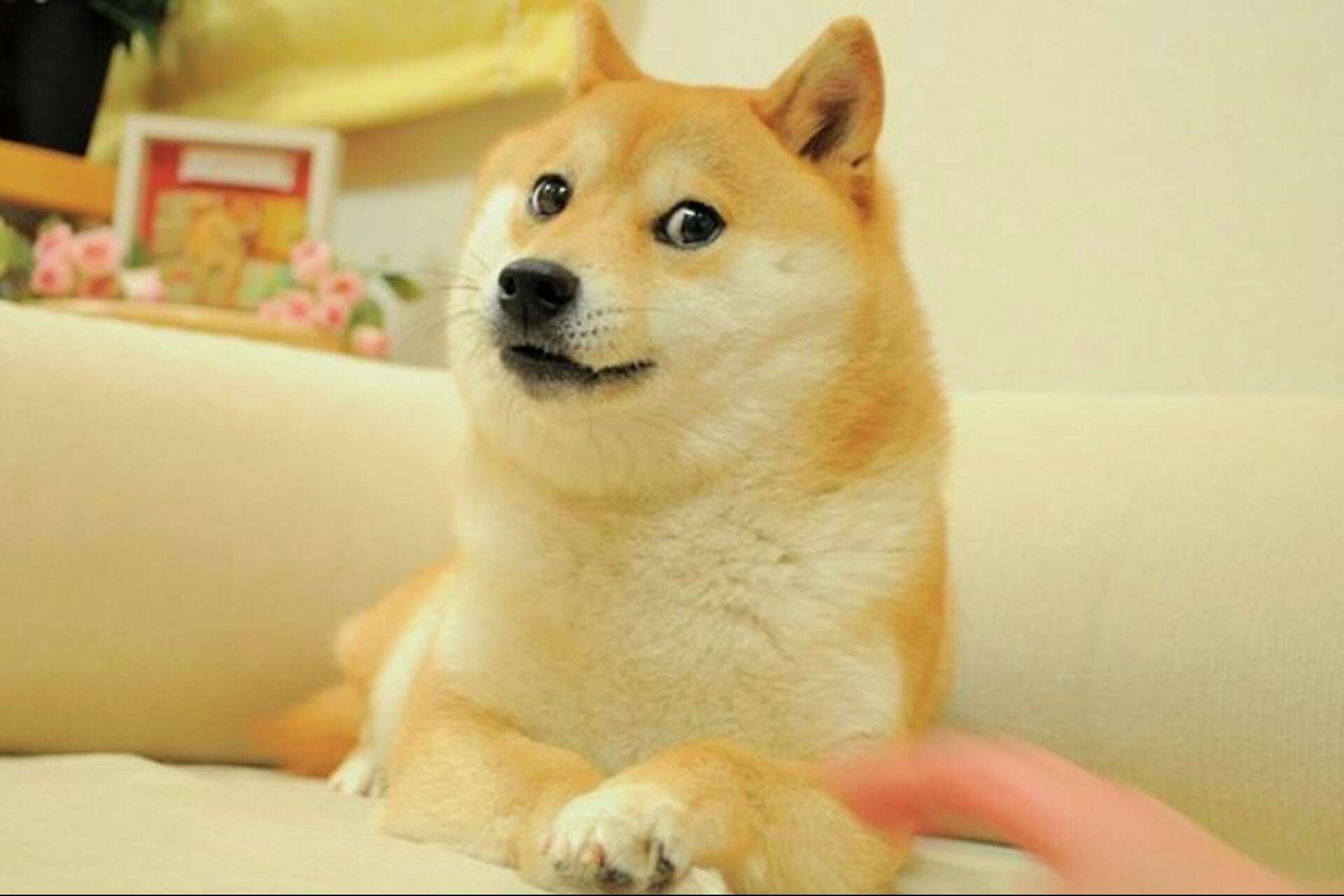 Elon Musk and Dogecoin spiked demand for Shiba Inu dogs, but not good news  for tenderloins