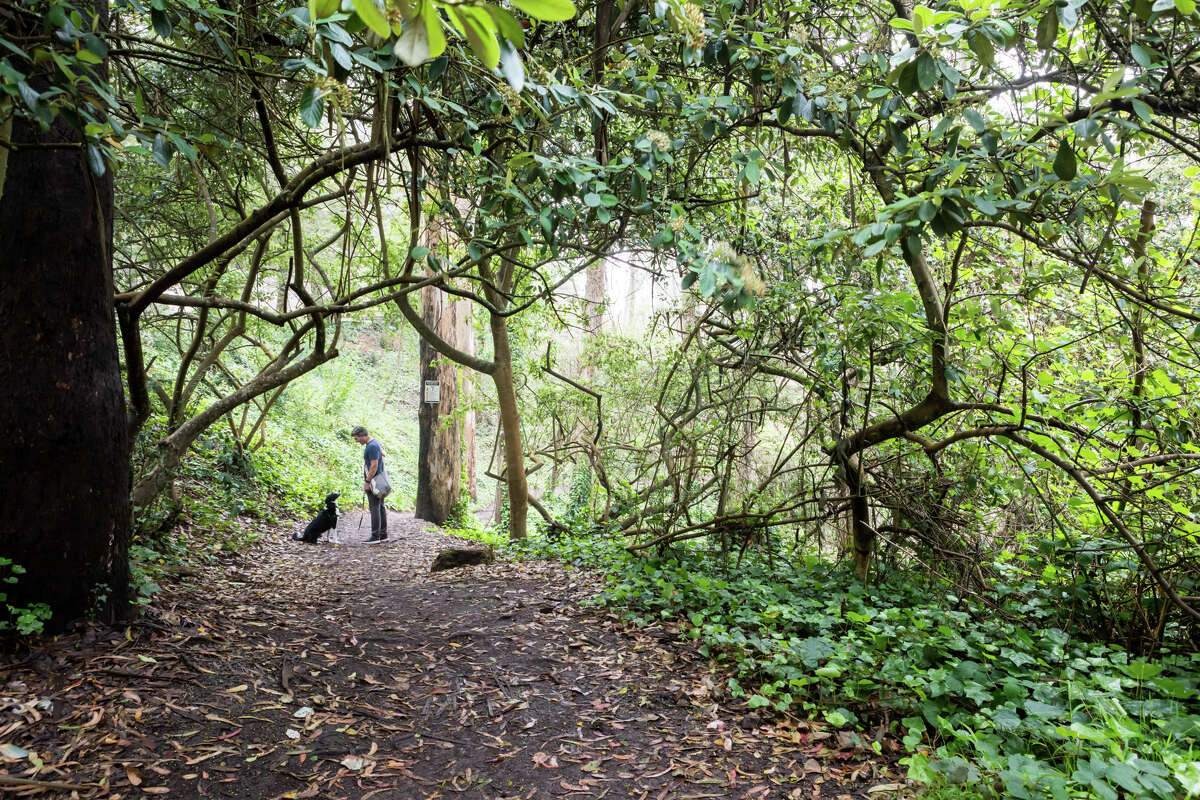 A man and his dog go for a walk on Mount Sutro on Sept. 10, 2021. The hiking trails on Mount Sutro provide a natural respite in the middle of San Francisco.
