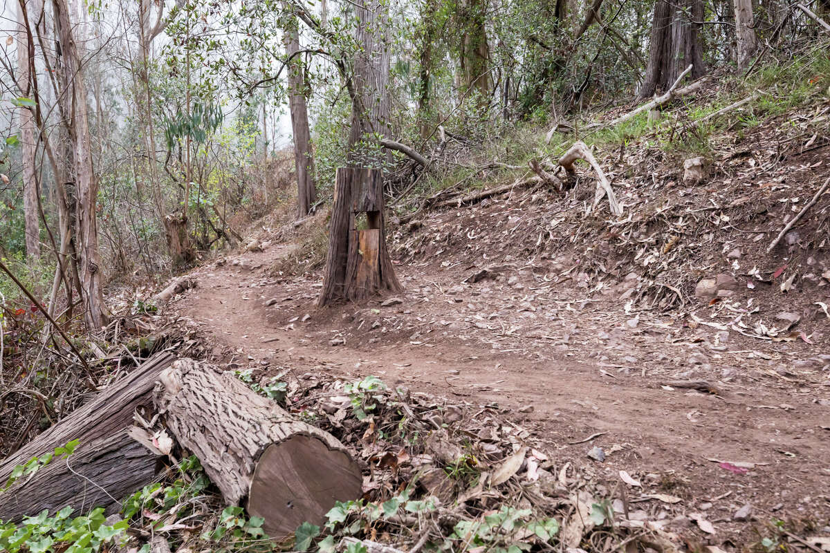 Trees that have been cut down on Mount Sutro on Sept. 10, 2021. The hiking trails on Mount Sutro provide a natural respite in the middle of San Francisco.