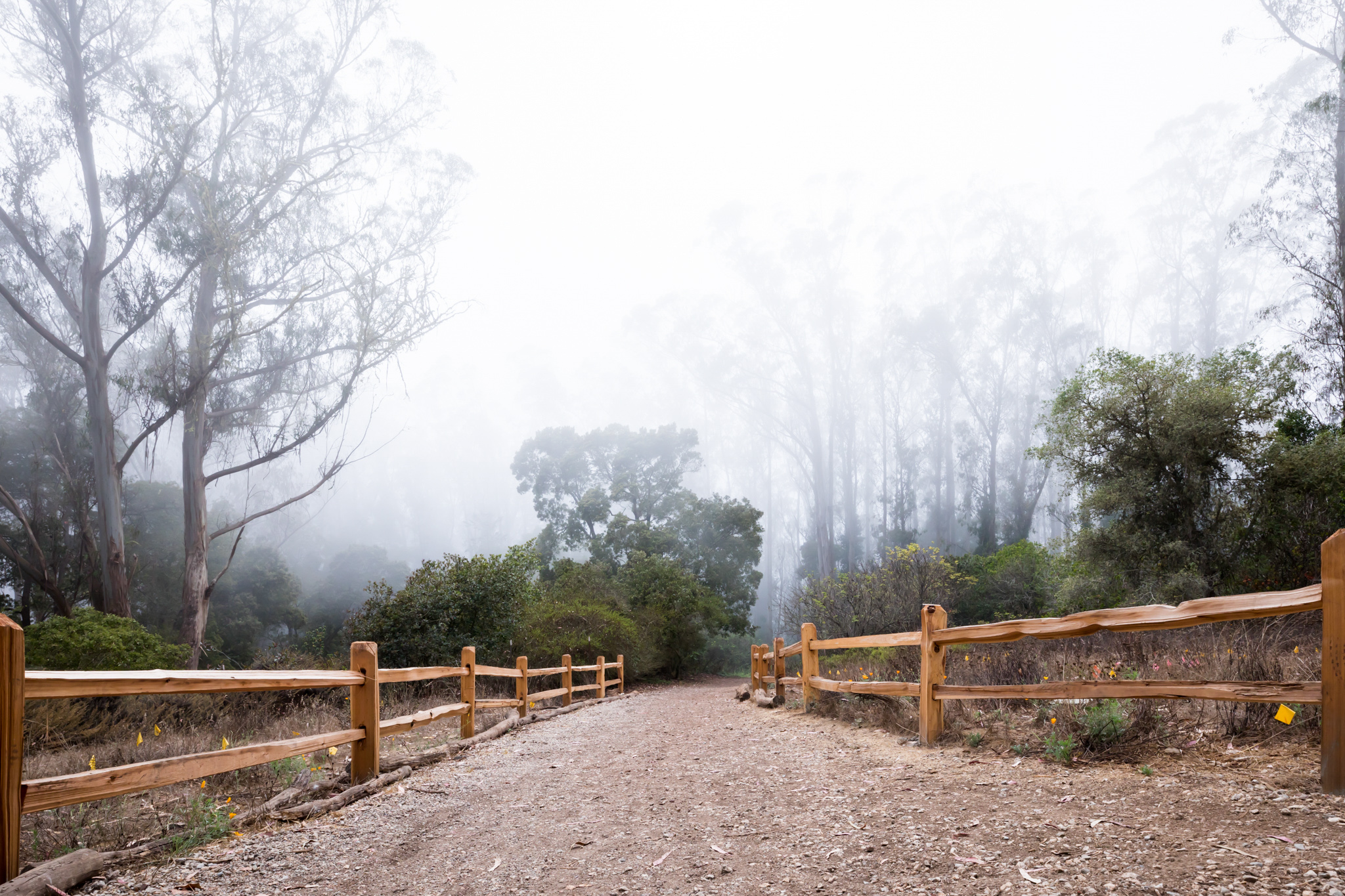 Sutro Forest