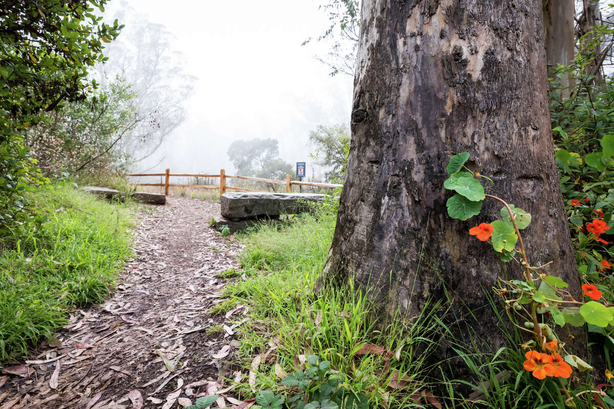 A trail heads to the top of Mount Sutro on Sept. 10, 2021. The hiking trails in the Mount Sutro Open Space reserve provide a natural respite in the middle of San Francisco.