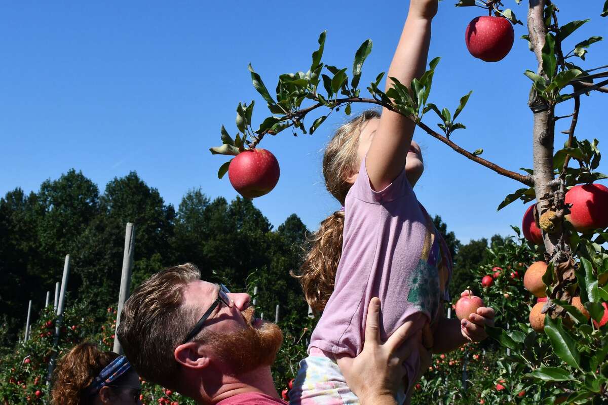 SEEN Apple Picking at Beardsley Cider Mill 2021