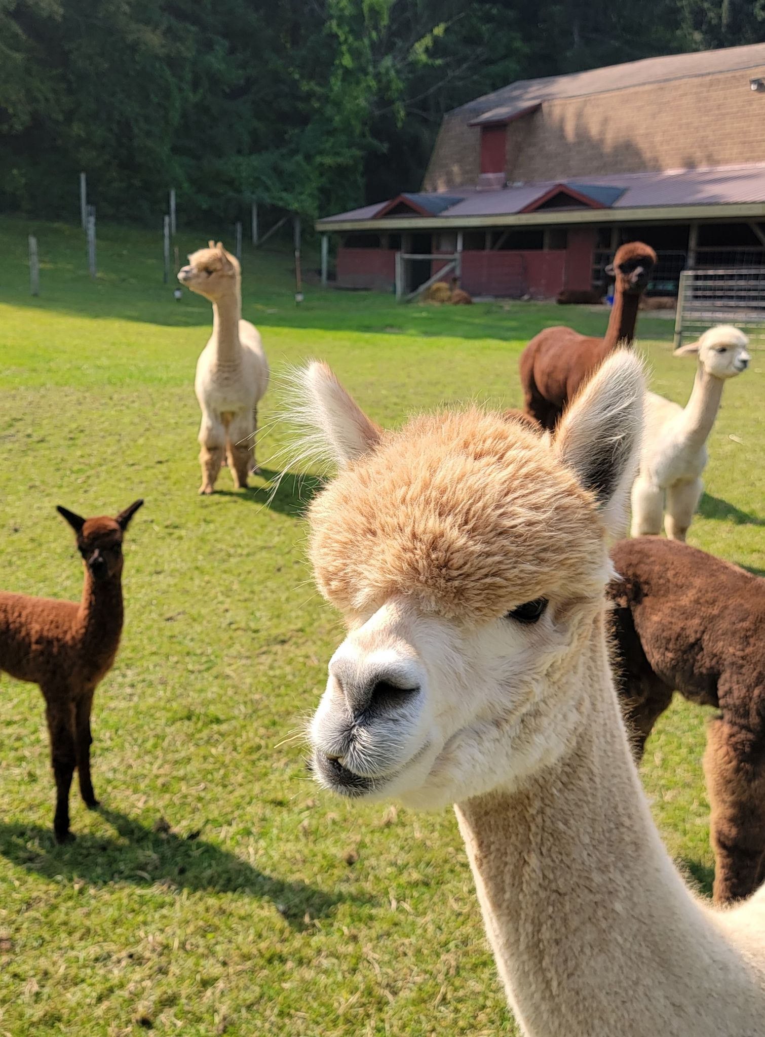 Alpacas up close: Crystal Lake Alpaca Farm hosts popular Alpaca Farm Day