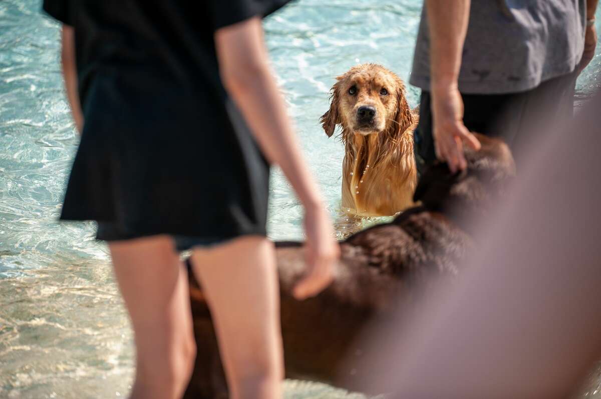 Dogs swim at Plymouth Pool during the Pooches at the Pool event on Sept. 11, 2021. This event marks the end of the pool's season.