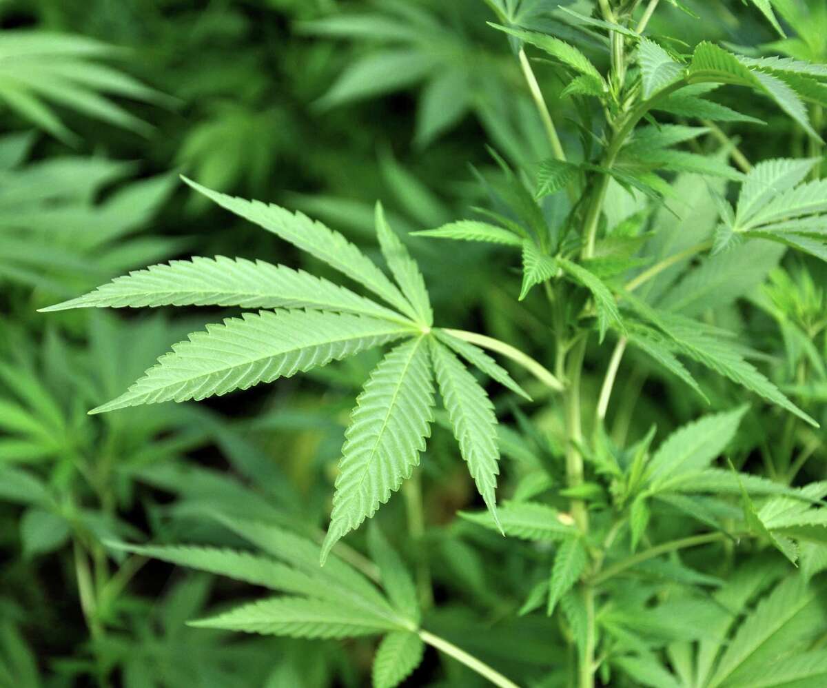 Photo of a marijuana plant. (Dreamstime/TNS)