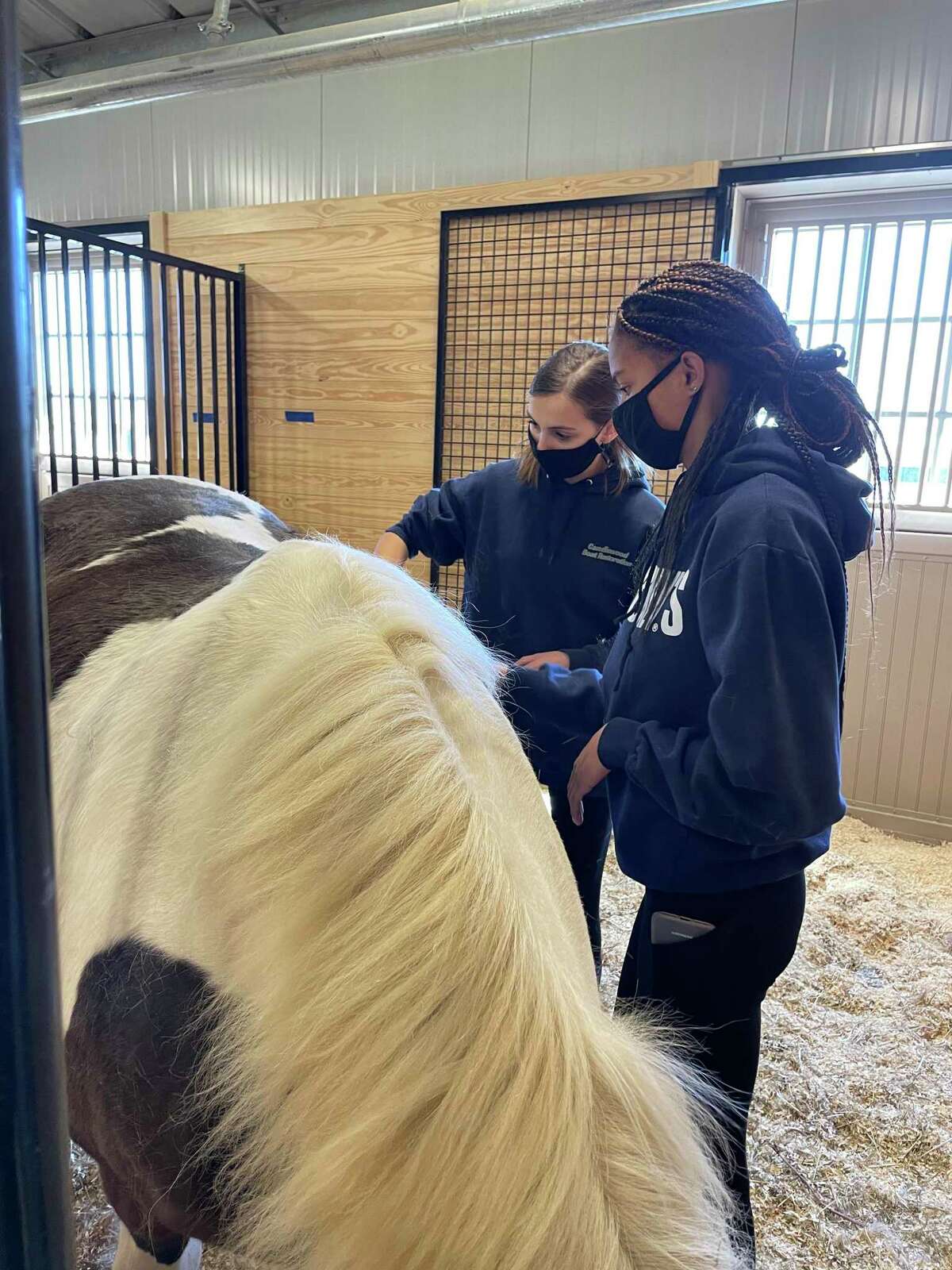 Morgan Farrison (front) and Gianna Campbell (rear), eleventh grade a students, grooming Lucy before Little Britches Therapeutic Riding instruction