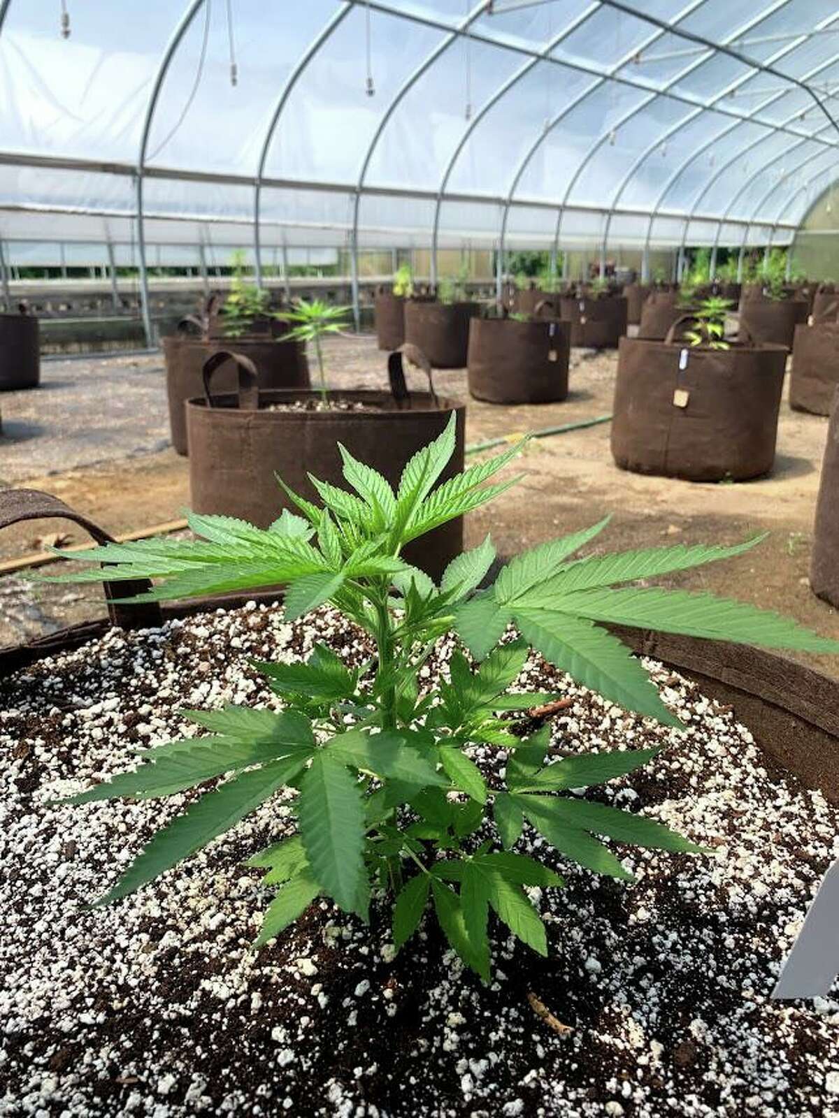 A hemp plant is shown in the greenhouses at Running Brook Farms in Killingworth. The farm just receved a $5,918 USDA rural development grant, which will be used to make energy efficiency improvements with the purchase and installation of LED lighting.