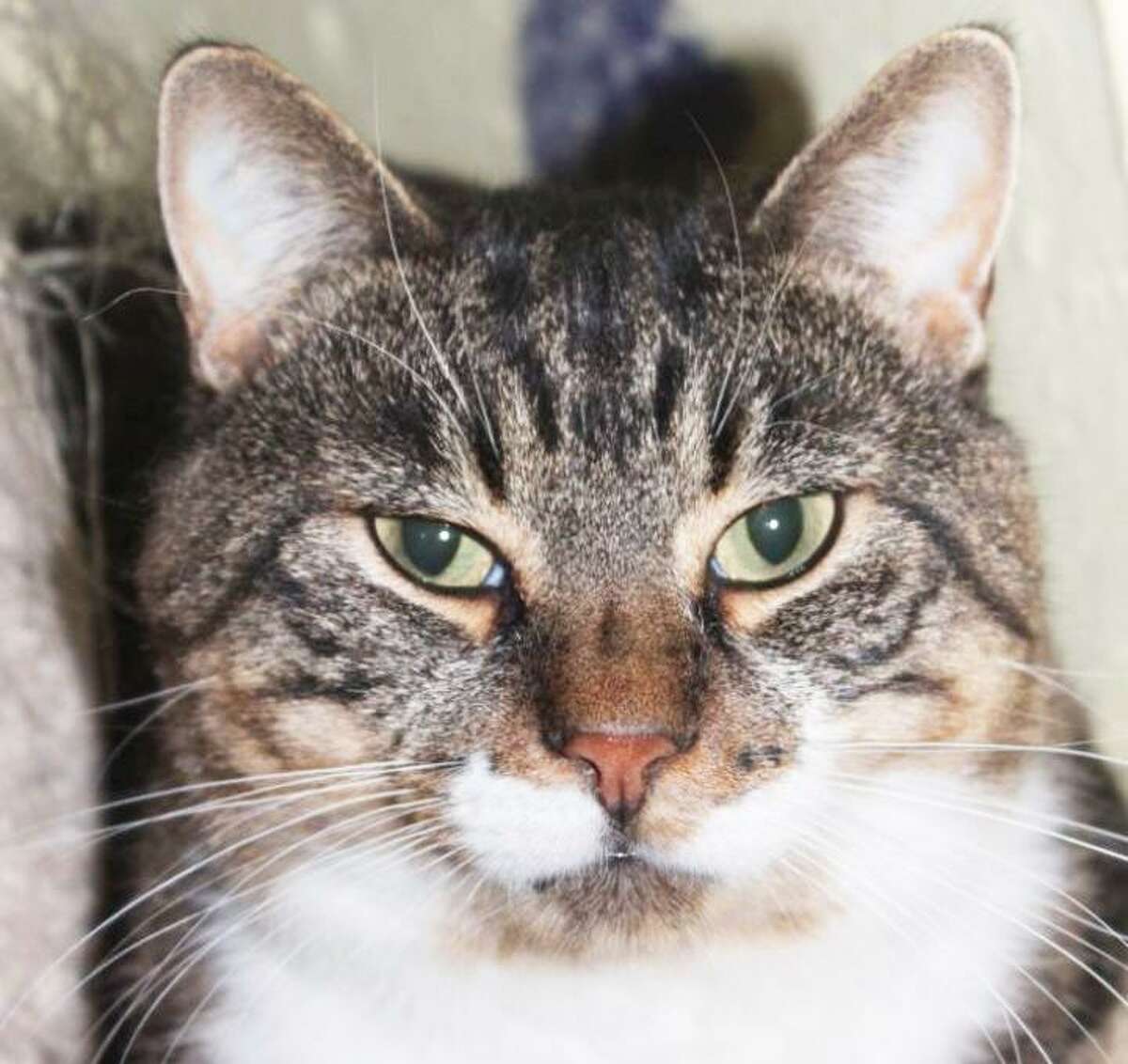 Catales of Middletown has Milo up for adoption.