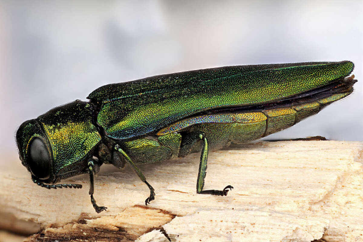 Pests like the emerald ash borer, above, are threatening to dramatically change the forest landscape of the northeastern United States.