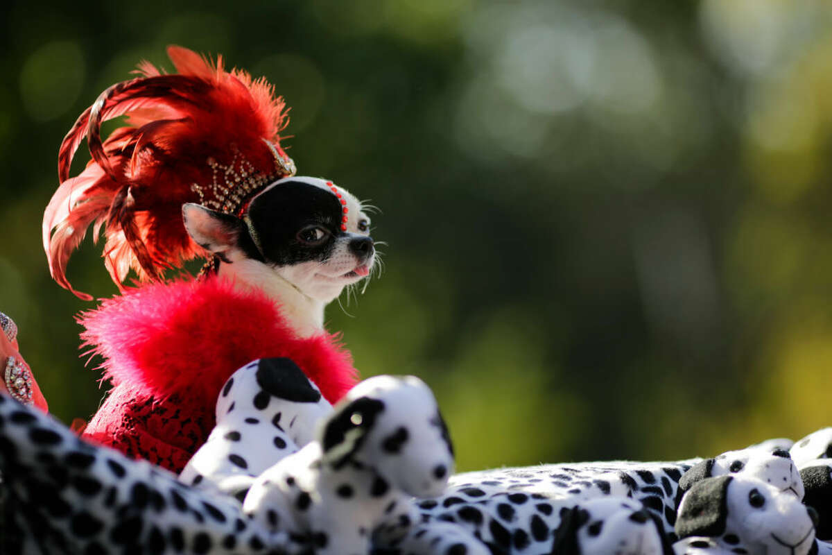 Treat your pup to the perfect dog Halloween costume.