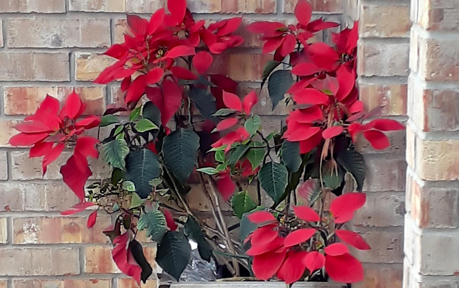 How to get poinsettias to bloom again