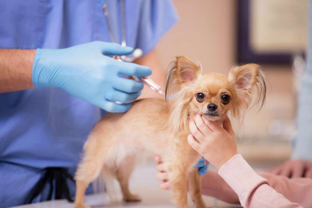 A cute Chihuahua love and affection as she is getting her annual vet check up by a kind doctor. 