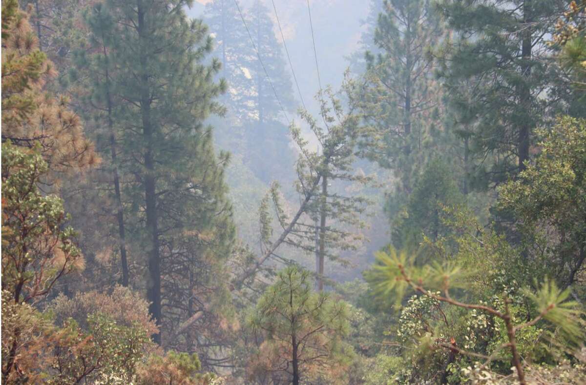 A fir tree leaning on a PG&E power line in the area where the Dixie Fire started in the Feather River Canyon on July 13.