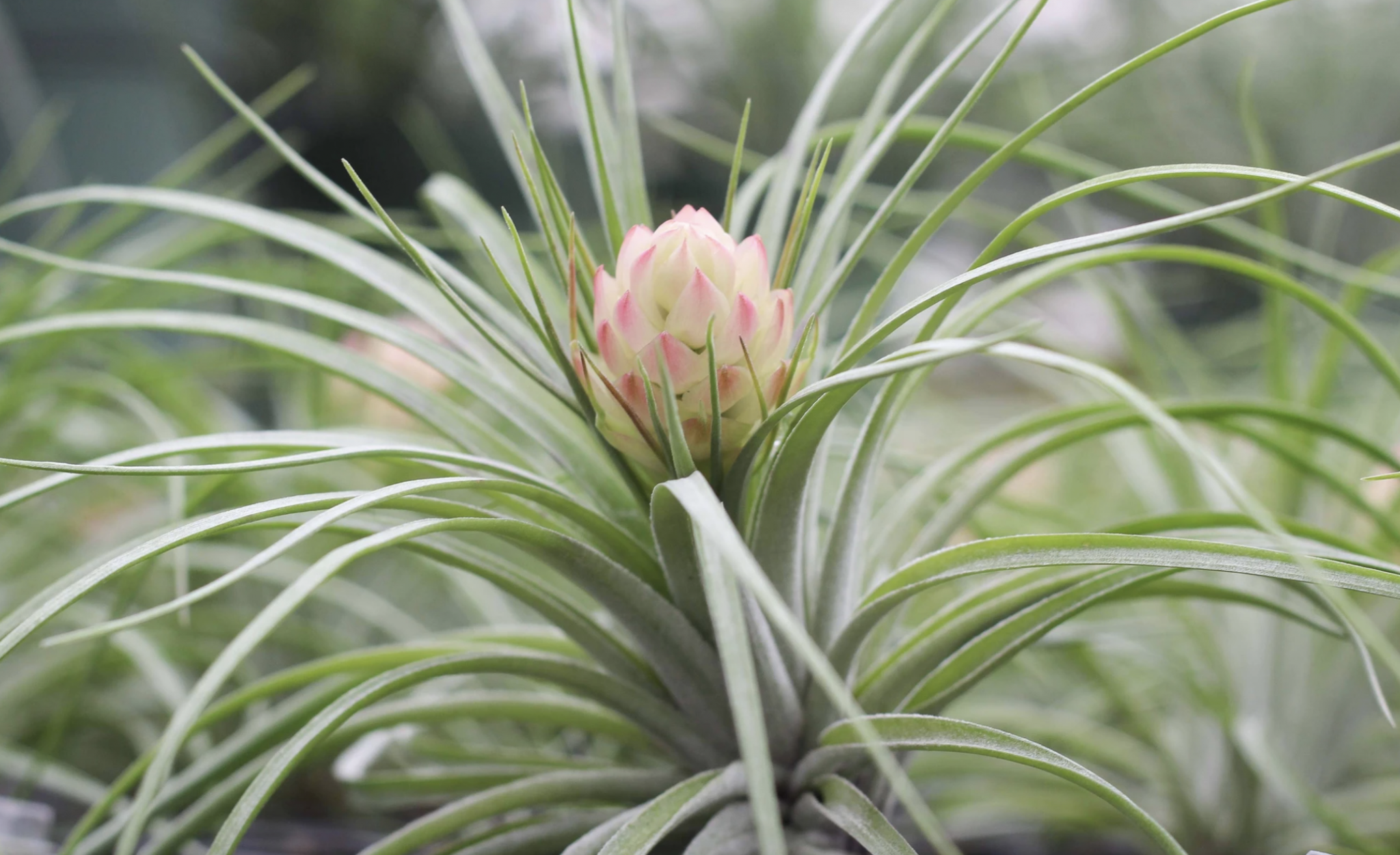 The best low-maintenance air plants for beginners - Vimarsana News