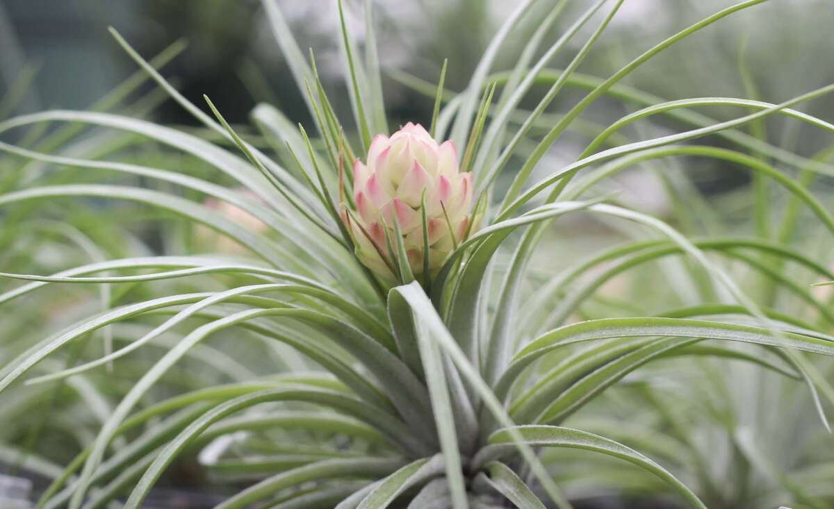 Air Plants For Beginners