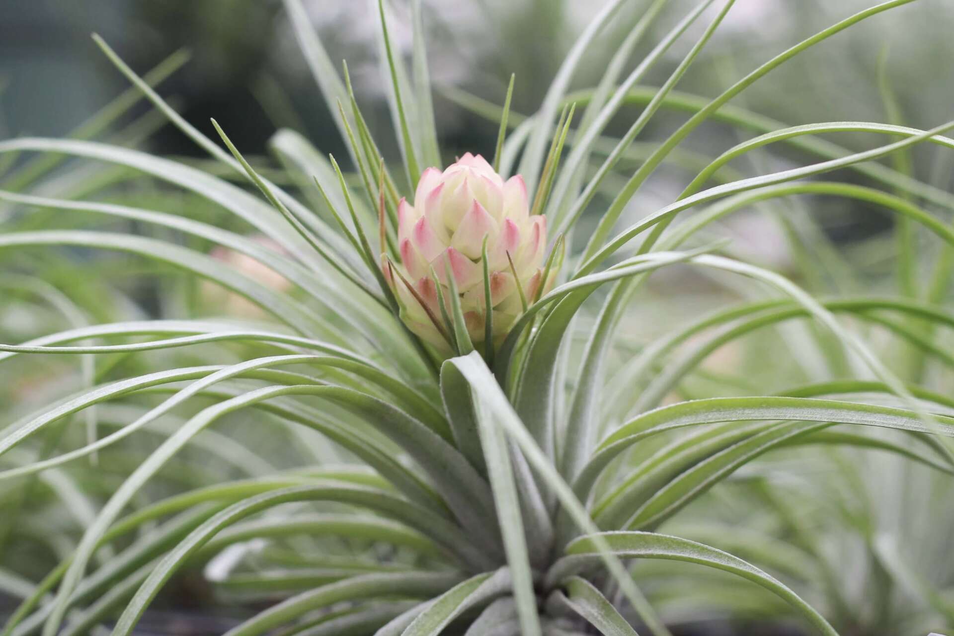 The best low-maintenance air plants for beginners