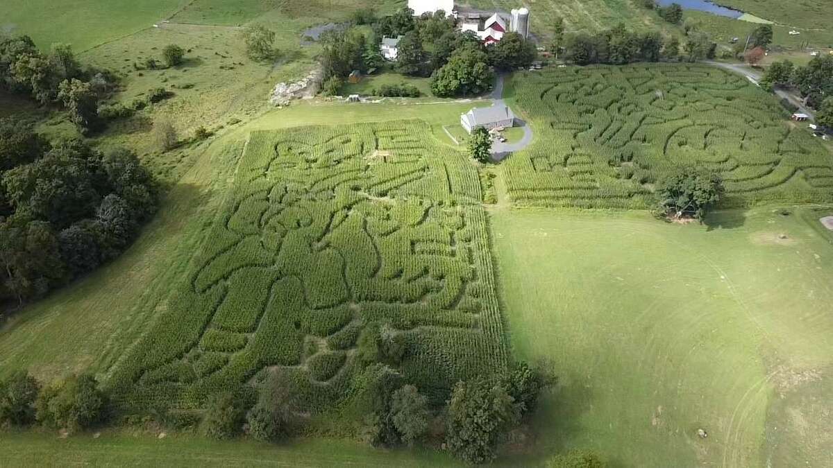 John Wright spends $2,500 a year to pay a contractor to design the Wright Family Farm corn maze, one of the biggest draws of local fall festivals. This year's theme is the nursery rhyme "Hey Diddle Diddle" — a cat and a fiddle are on the left and a cow jumping over the moon are on the right.