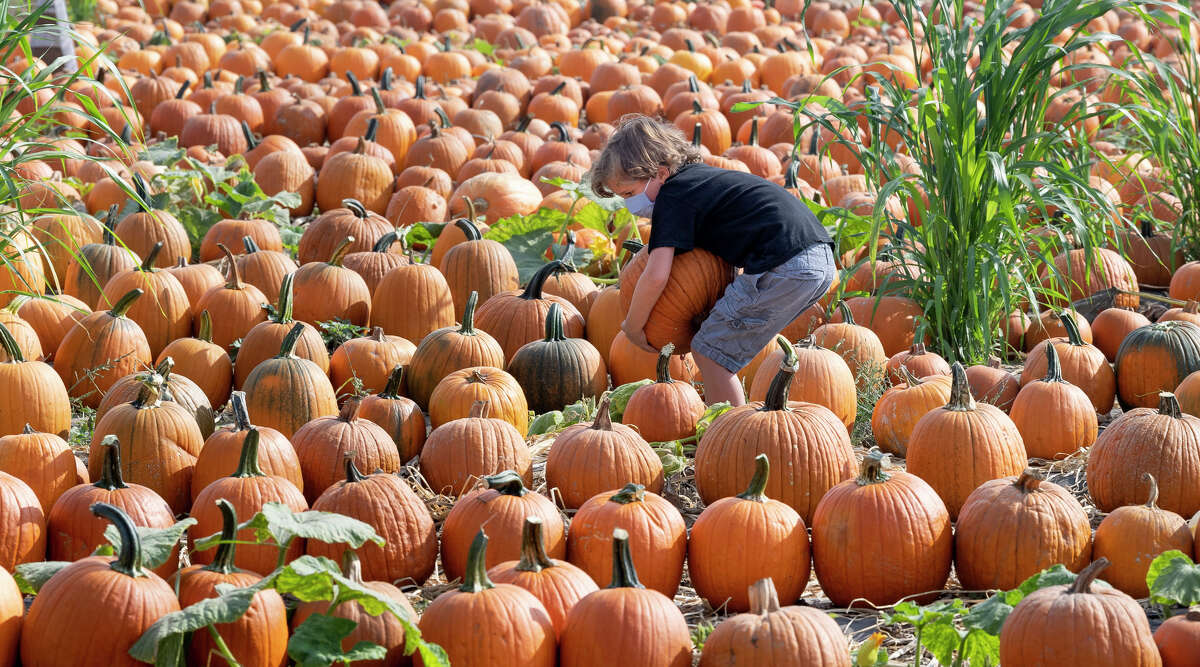Boonies Farm in Worden opens for the fall season on Sept. 18 and offers a pumpkin patch as well as a corn maze and a chance to encounter farm animals. The farm also offers a pumpkin/gourd cannon and a bounce pillow. (File photo by Paul Bersebach/MediaNews Group/Orange County Register via Getty Images)