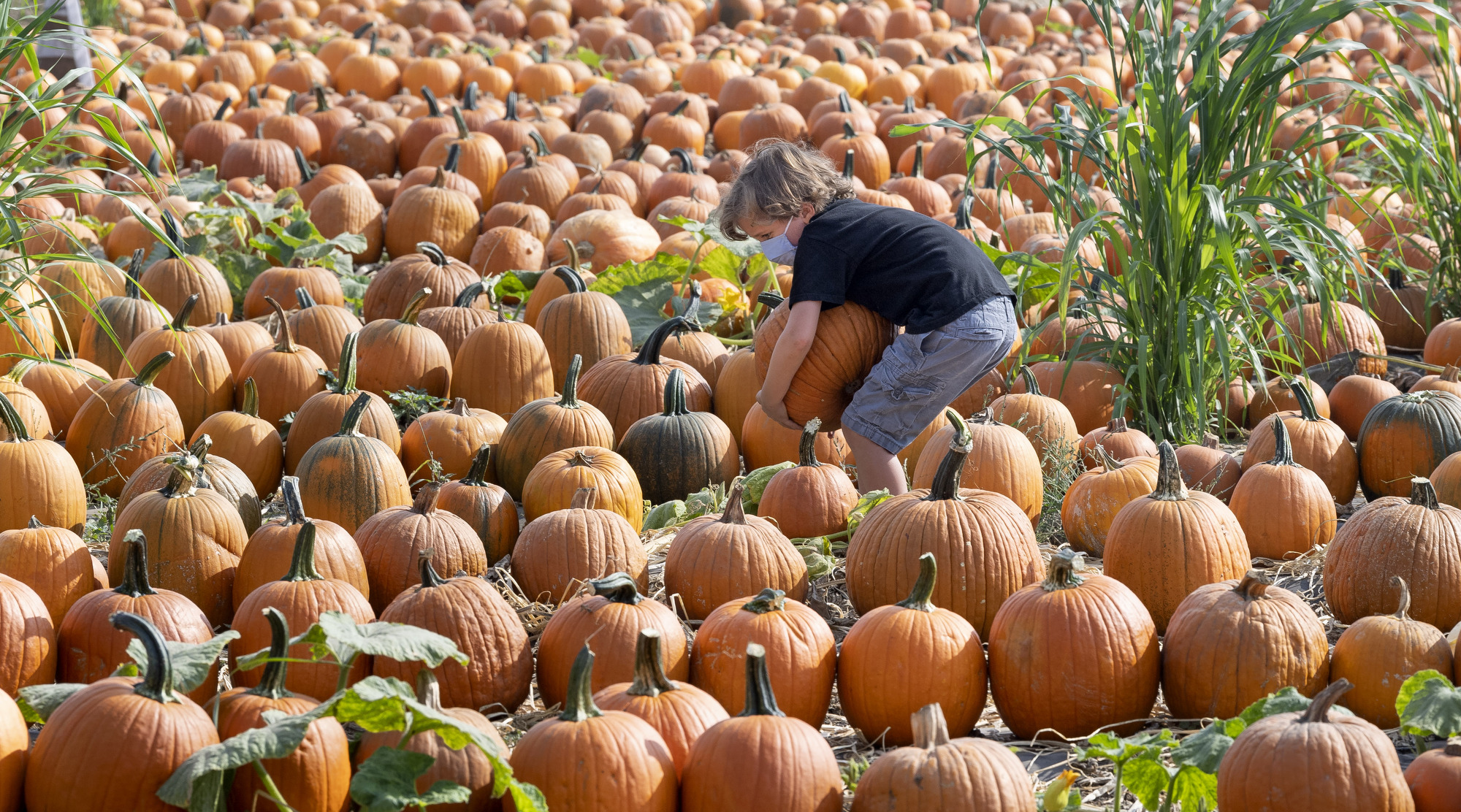 millstadt pumpkin patch