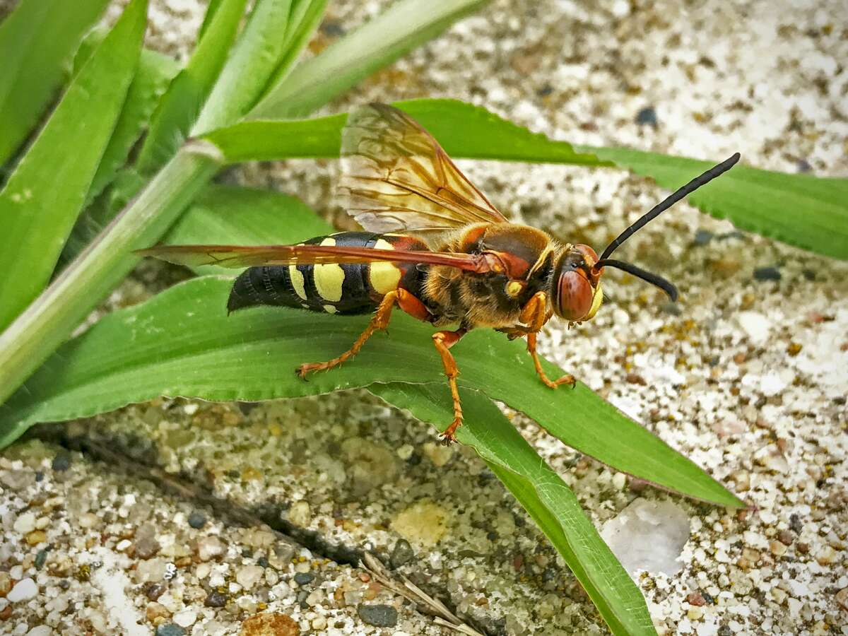 Close up of cicada killer wasp, Sphecius speciosus, resting on plant.