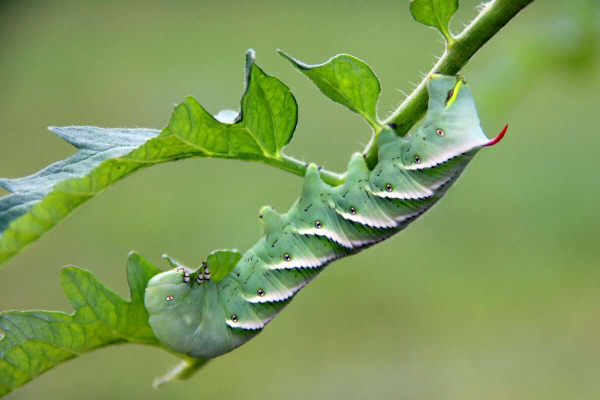 A tobacco hornworm in the tomato garden.