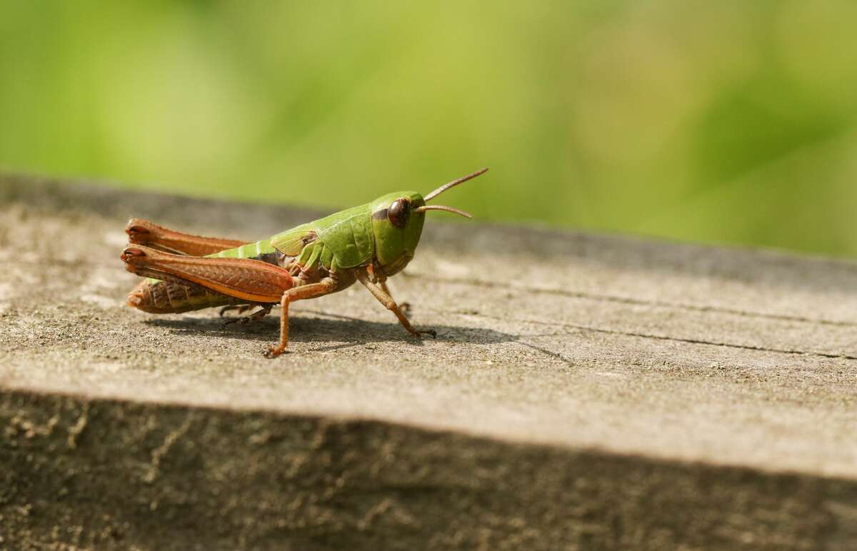 A Meadow Grasshopper (Chorthippus parallelus) perched on a wooden fence.