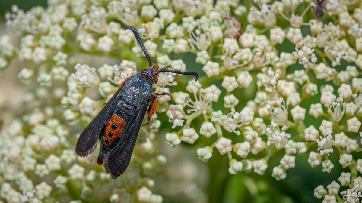 squash vine borer