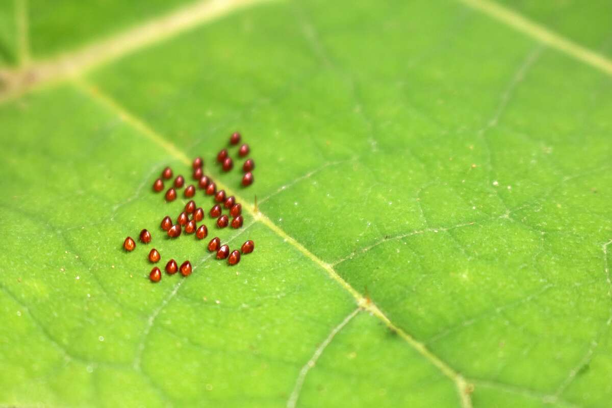 Eggs from squash bugs