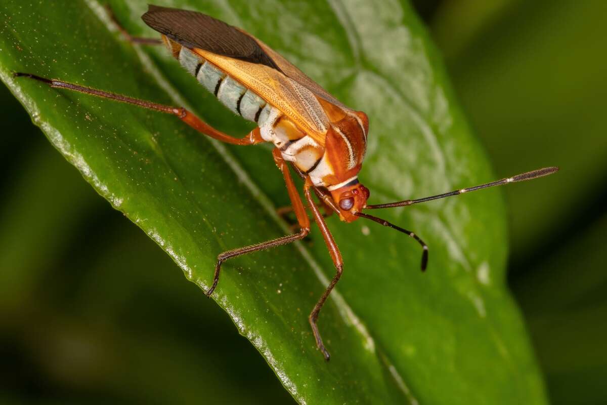 Leaf-footed bugs