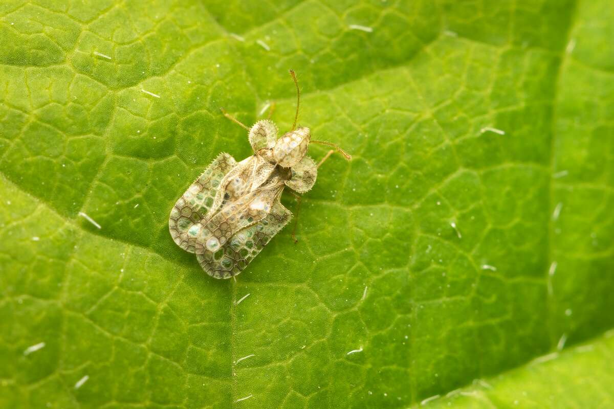 Lace bug